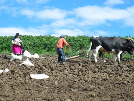 Labour en Equateur.JPG